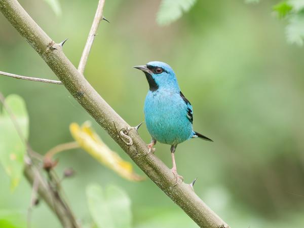 Blauwe pitpit (Dacnis cayana)